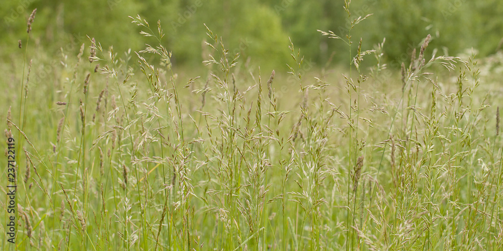 panicles of grass growing in a summer field or in a meadow