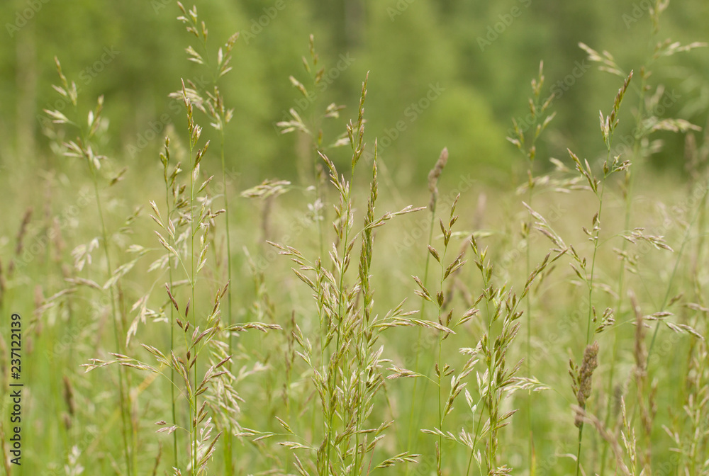 panicles of grass growing in a summer field or in a meadow