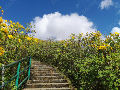 Beautiful stair in the middle of nature with blossoming of wild sunflowers