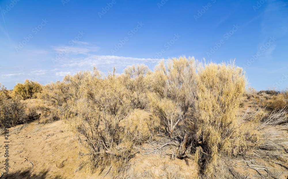 Haloxylon - Saxaul trees and bushes in a kazakh desert. Haloxylon - Saxaul trees and bushes in a kazakh desert.