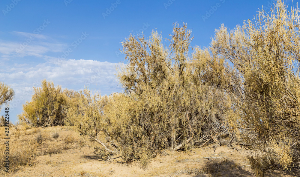 Haloxylon - Saxaul trees and bushes in a kazakh desert. Haloxylon - Saxaul trees and bushes in a kazakh desert.