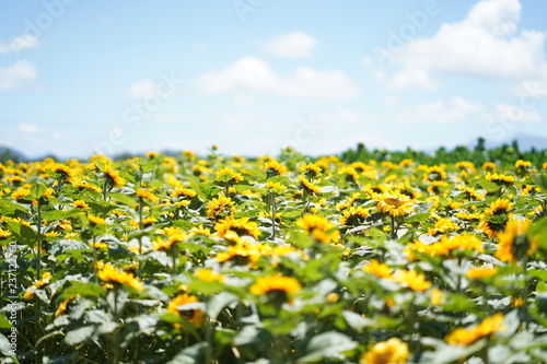 Fototapeta Naklejka Na Ścianę i Meble -  Sunflower field with blue sky.