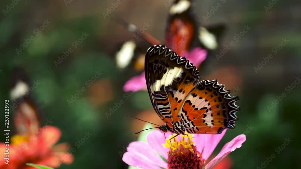 Butterflies sitting on flowers and sucking honew-dew. Slow motion close-up shot Butterflies sitting on flowers and sucking honew-dew. Slow motion close-up shot