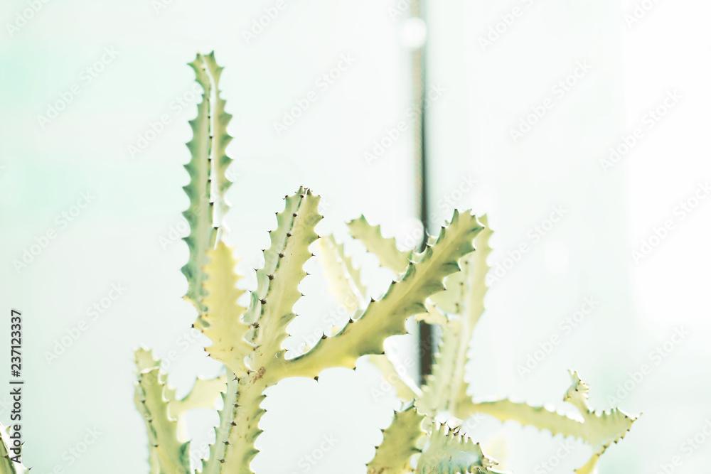 White Ghost Cactus, Euphorbia Lactea, Selective focus.
