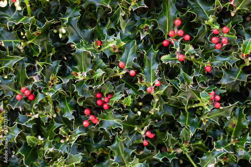 Holly Plant Christmas Background With Red Berries