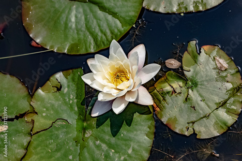 Принти на полотні Water Lilies Flower And Lilypads