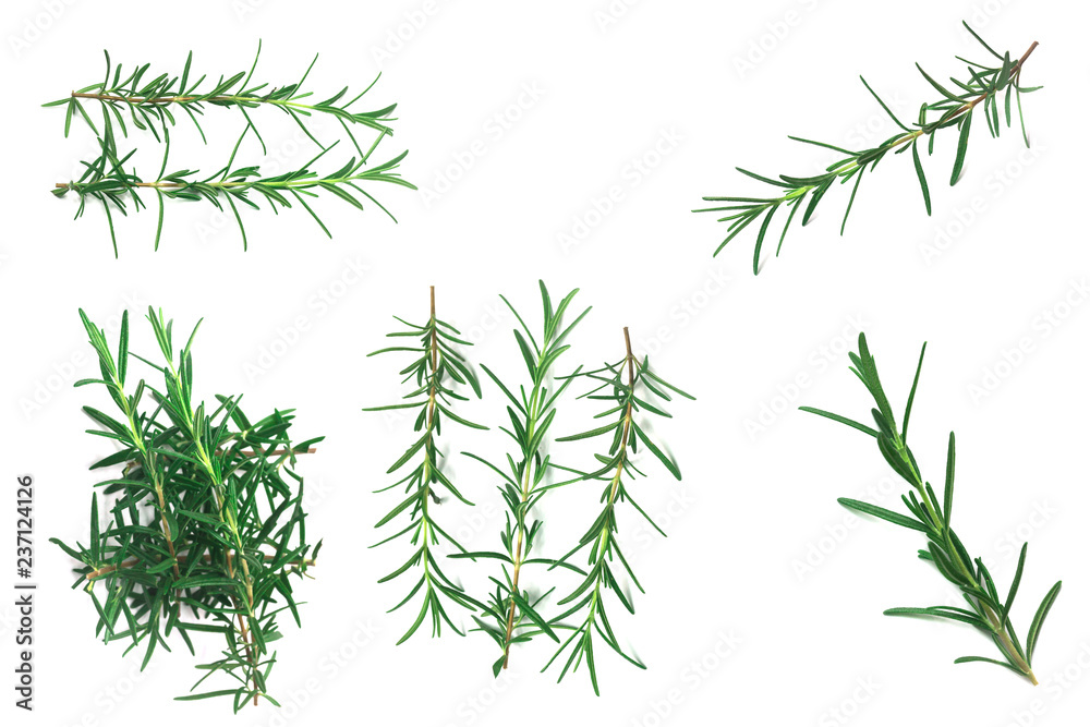 Fototapeta premium rosemary Leaves isolated on white background 