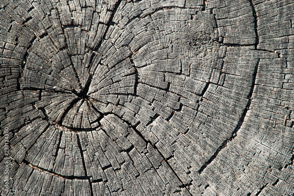 Fototapeta premium Old cracked tree trunk textured background.