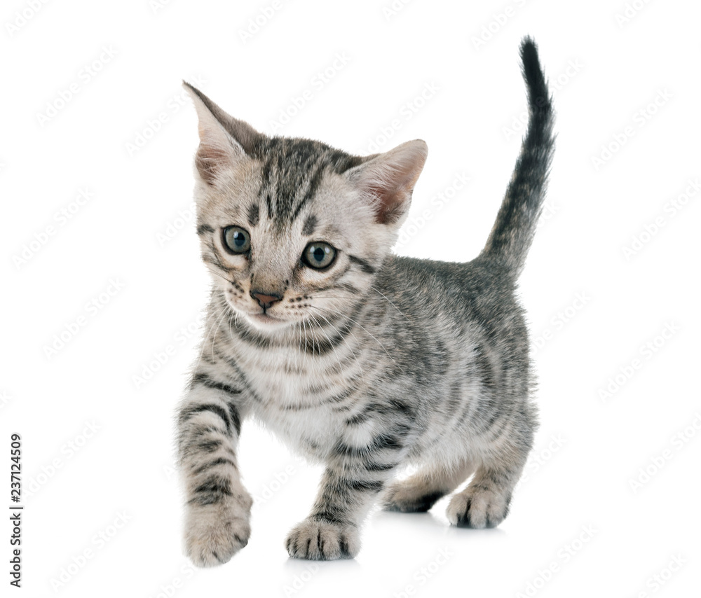 Fototapeta premium bengal kitten in studio