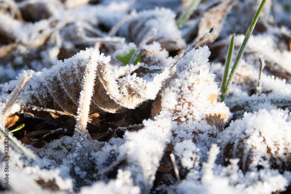 Frozen grass and leaves covered with frost on a cold frosty winter day, cold weather Frozen grass and leaves covered with frost on a cold frosty winter day, cold weather