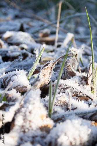 Frozen grass and leaves covered with frost on a cold frosty winter day, cold weather