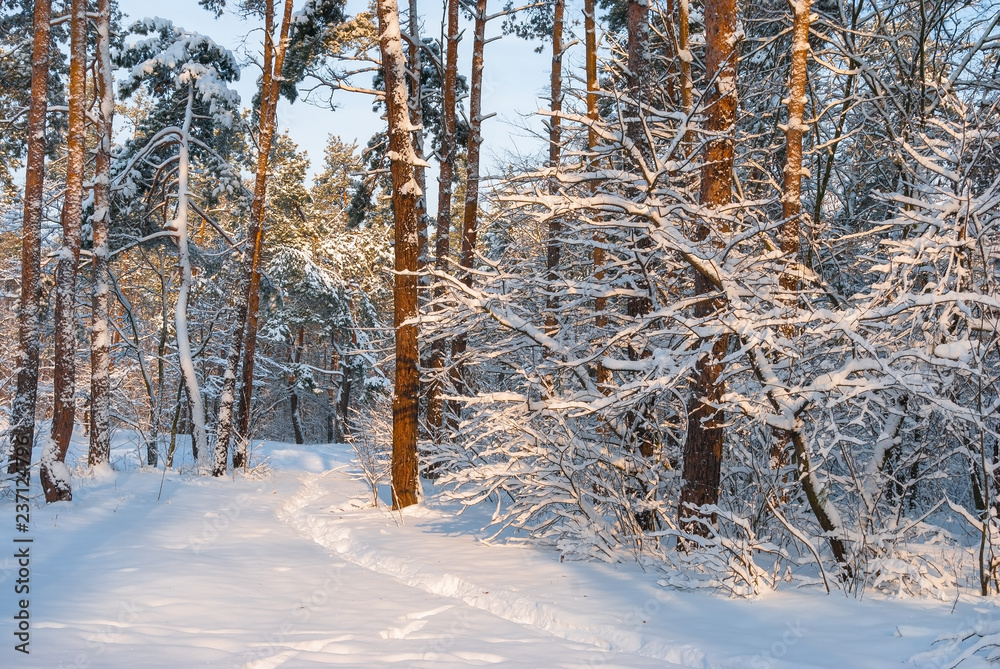 Fototapeta premium Winter snow forest. Snow lies on the branches of trees. Frosty snowy weather. Beautiful winter forest landscape.