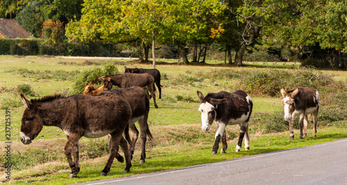 Donkeys New Forest photo