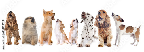 Принти на полотні group of dogs howling