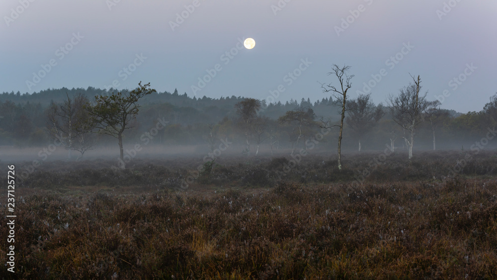 Fototapeta premium Morning with Fog New Forest