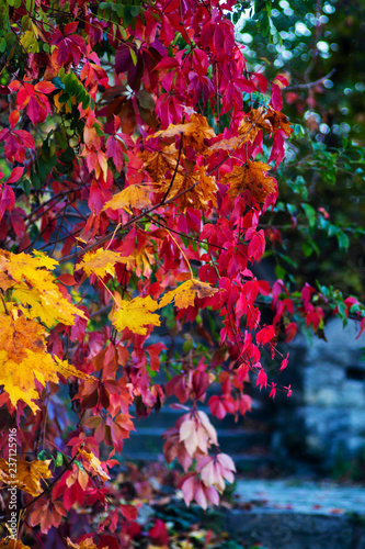Autumn leaves on a tree of bright colors.
