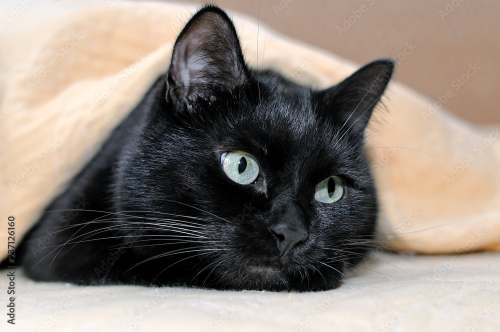 Naklejka premium Portret czarny kot kłama pod szkocką kratą.