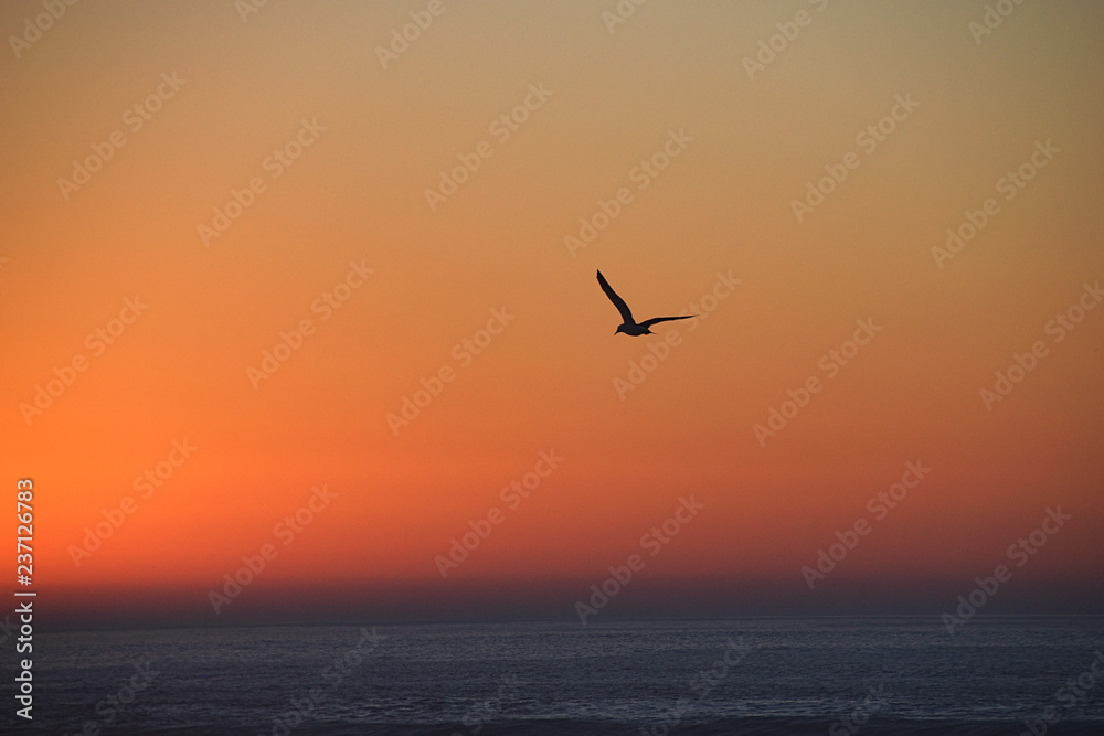 Seagull silhouette at twilight sunset, Morocco