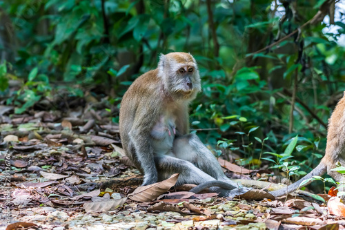 Long-tailed Macaque_Macaca fascicularis © PapilionemK