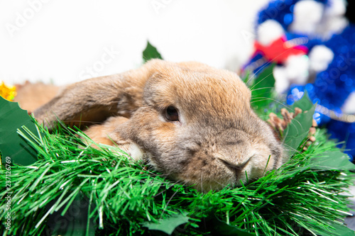 Home decorative rabbit on a decorated background in the New Year's style. Christmas decorations with pine cones and gifts with tinsel. Christmas and New Year holidays.