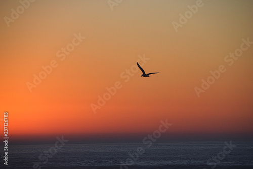 Seagull silhouette at twilight sunset, Morocco