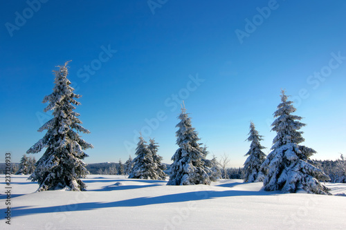 Wild untouched Winter Landscape with some Fir Trees covered by fresh snow under blue sky © AVTG