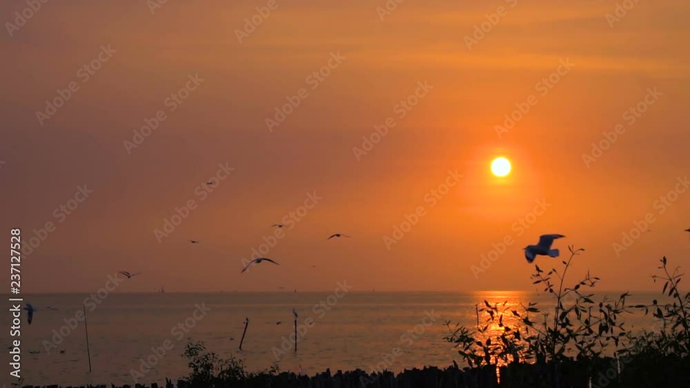 Beautiful sunset with twilight sky at harbour. seagulls around 4 Beautiful sunset with twilight sky at harbour. seagulls around 4