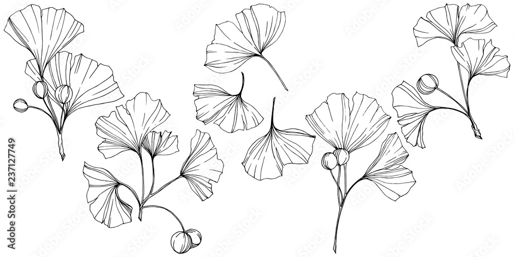 Vector. Engraved black and white ginkgo leaf. Plant botanical garden. Isolated ginkgo illustration element. - obrazy, fototapety, plakaty 