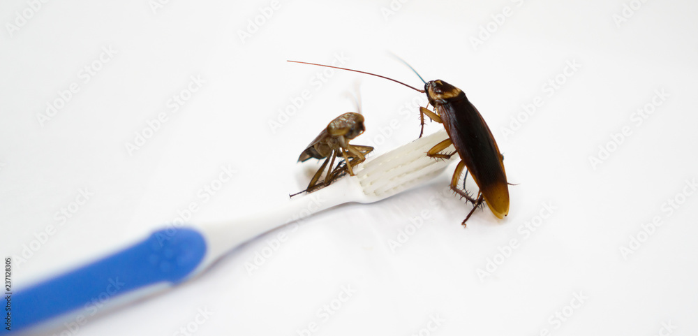 Cockroach Toothbrush Cockroaches are on the toothbrush in the bathroom, and cockroaches also ...