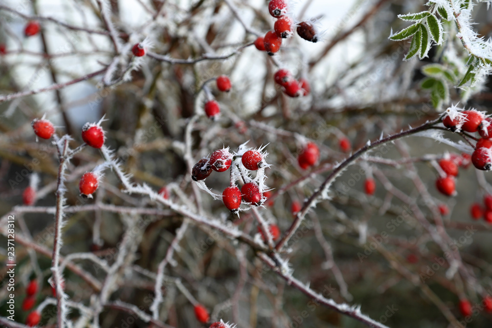 Colorful frozen berries on a branch covered with patterned hoarfrost Colorful frozen berries on a branch covered with patterned hoarfrost