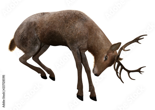 3D Rendering Male Deer on White