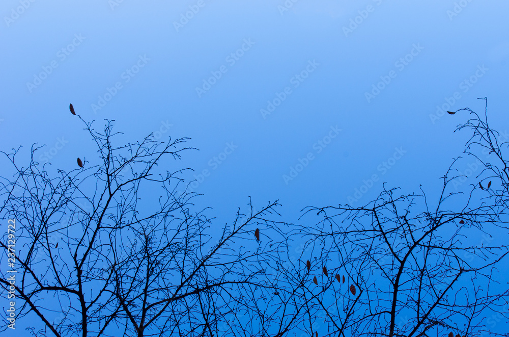 Obraz premium Branch of tree silhouette on blue sky background
