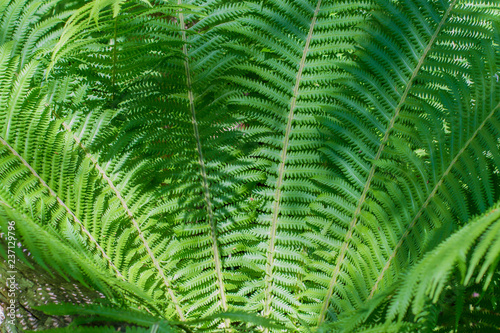 Fern leaves close up natural background