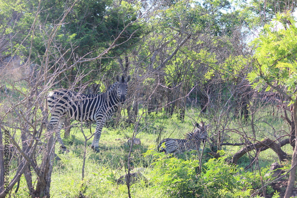 Naklejka premium zebra blending in