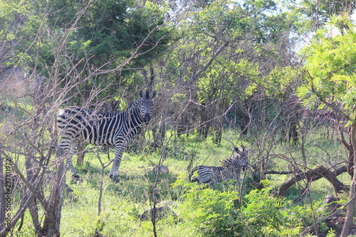 zebra blending in