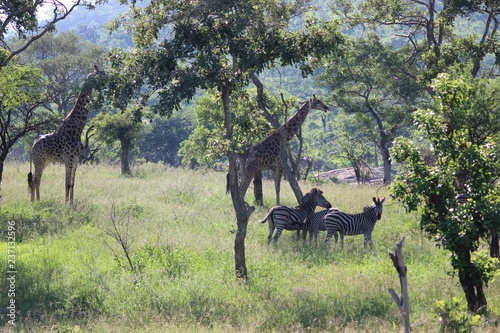 giraffe and zebra