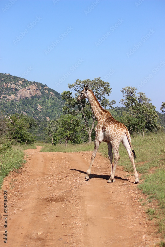 Obraz premium giraffe in africa