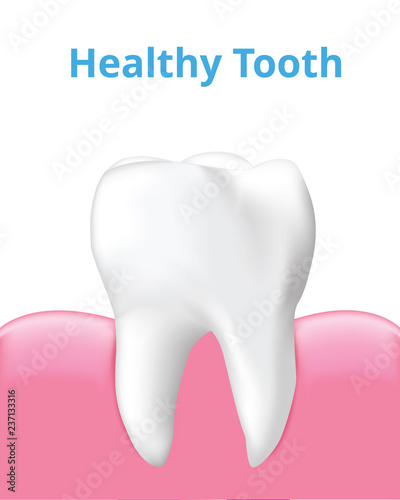 Healthy tooth with gum isolated on white background, Realistic design illustration Vector.