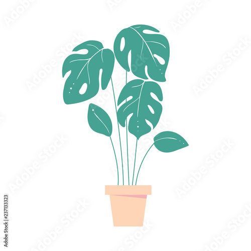 monstera leave. Home tropic plant in pot. Exotic leaf of palm