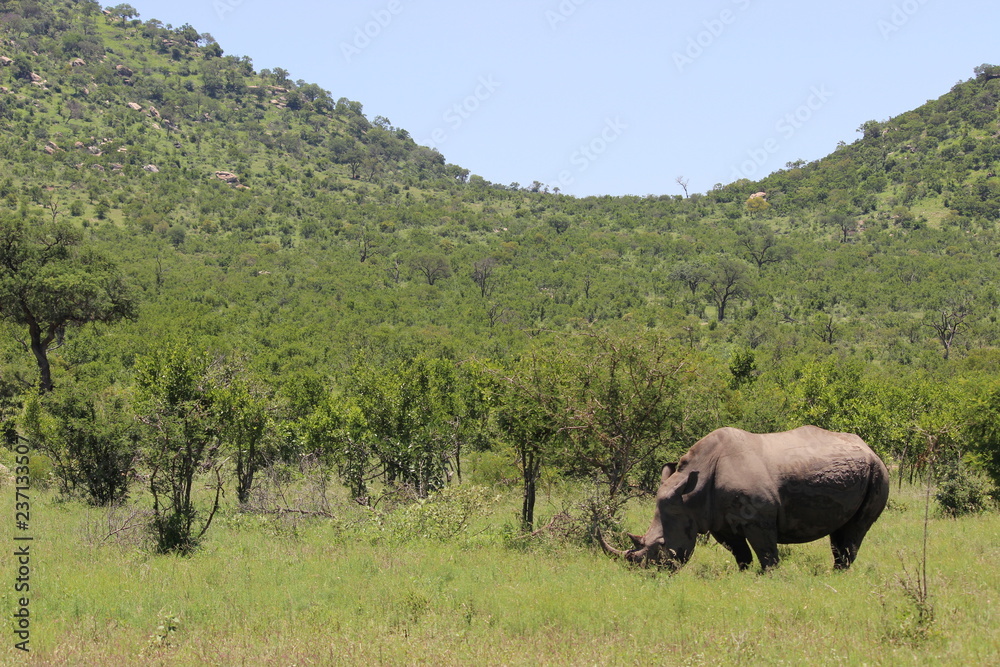 Fototapeta premium Rhino in kruger national park