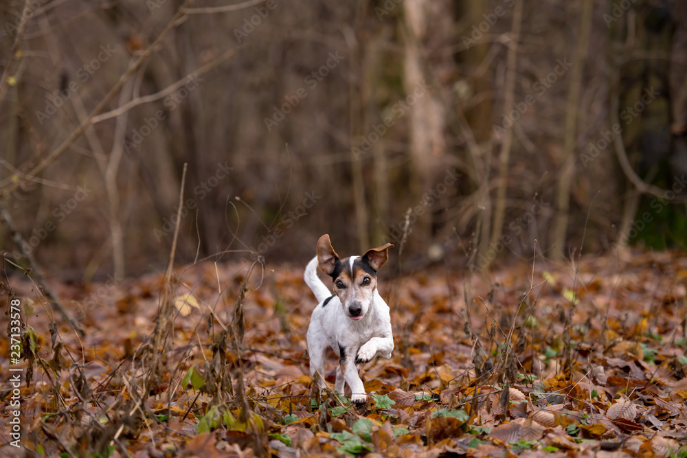 Jack Russell Terrier runs through the thickets in the bare forest in early winter