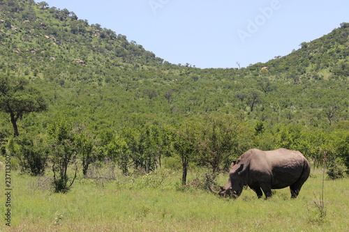 Rhino in kruger national park