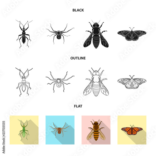 Vector illustration of insect and fly symbol. Collection of insect and element stock vector illustration. © Svitlana