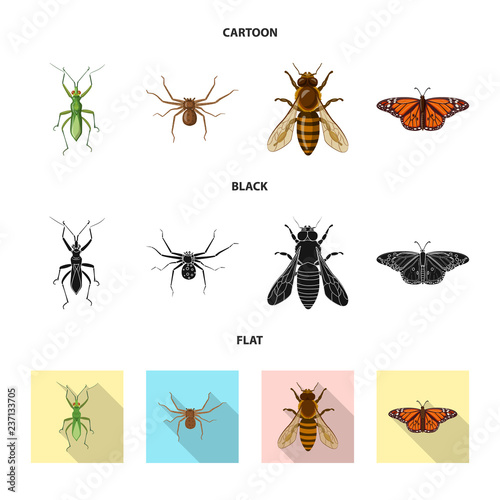 Isolated object of insect and fly logo. Collection of insect and element vector icon for stock. © Svitlana