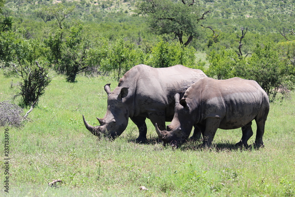 Fototapeta premium rhinoceros in africa
