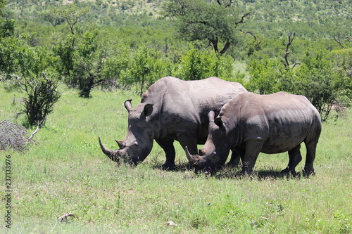 rhinoceros in africa
