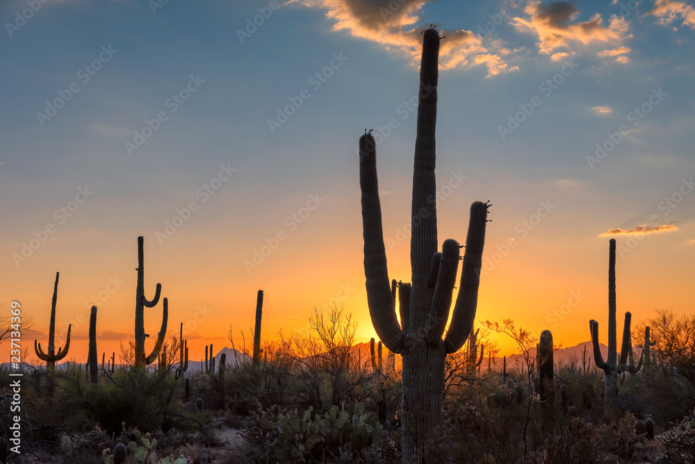 Beautiful sunset at Saguaros in Sonoran Desert near Phoenix, Arizona.
