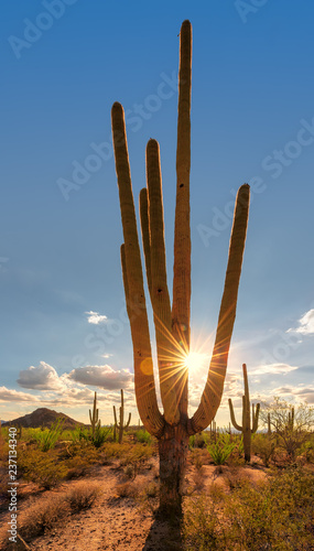 Giant Saguaros cacti at sunset in Sonoran Desert near Phoenix, Arizona. © lucky-photo