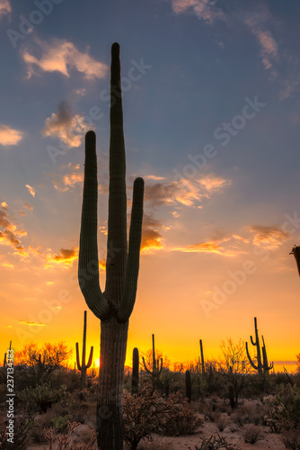Saguaro cactus at sunset in Sonoran Desert near Phoenix, Arizona.