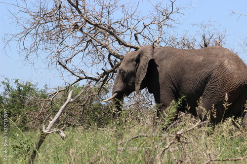 Elephant in the field